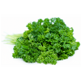 Forest Green Parsley Heirloom Seed