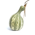 Cushaw Green Striped Pumpkin Heirloom Seed