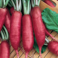 Pink Summercicle Radish Heirloom Seed