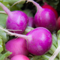 Purple Plum Radish Heirloom Seed