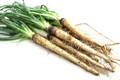 Mammoth Sandwich Island Salsify Heirloom Seed