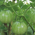 Tatume Summer Squash Heirloom Seed