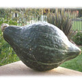 Hubbard True Green Improved Winter Squash Heirloom Seed