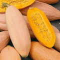 JUMBO Pink Banana Winter Squash Heirloom Seed