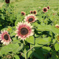 Autumn Beauty Sunflower Heirloom Seed