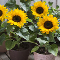 Sunspot Dwarf Sunflower Heirloom Seed