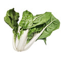 Large White Rib Swiss Chard Heirloom Seed