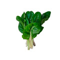 Lucullus Swiss Chard Heirloom Seed