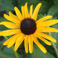 Black-Eyed Susan Flower Seeds (Rudbeckia hirta)