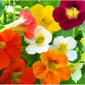 Nasturtium Seeds; Tall Single Blend