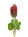 Crimson Clover Seed