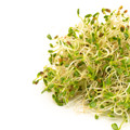 Zesty Veggie Mix Sprouting Seeds- Mix of Red Clover, Red Lentils, and Daikon Radish