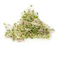 Sprouter's Choice MICROGREEN Mix: Broccoli, Radish, Arugula, Cress, Mizuna & Tatsoi Mustard, and Cabbage