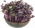 Radish Microgreen And Sprouting Seed Sampler