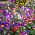 (Callistephus chinensis) Aster Single Rainbow Seed