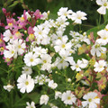 Baby's Breath (Gypsophila elegans) Seed