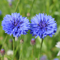 Bachelor Button (Centaurea cyanus), Tall Blue Seed