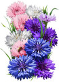 Bachelor Button (Centaurea Cyanus) Tall Mix Seed