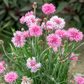 Bachelor Button (Centaurea cyanus) Tall Pink Seed