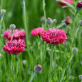 Bachelor Button (Centaurea cyanus) Tall  Red Seed