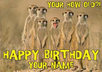 Meerkats Shock Birthday Card