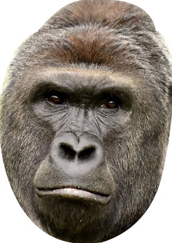 Gorilla Tv Celebrity Face Mask