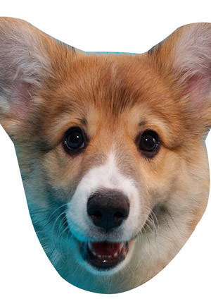 Corgi Pup Cut Out Celebrity Face Mask