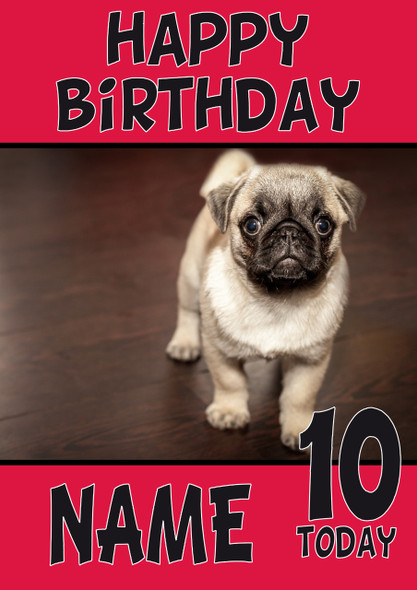 Baby Pug Dogs And Puppies Happy Birthday Kirsten
