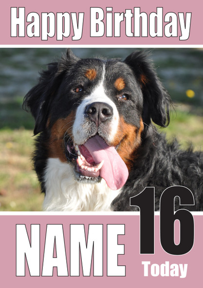 Bernese Mountain Dogs And Puppies Happy Birthday Kirsten