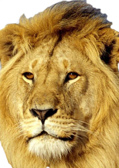 African Lion 2018 Tv Celebrity Face Mask