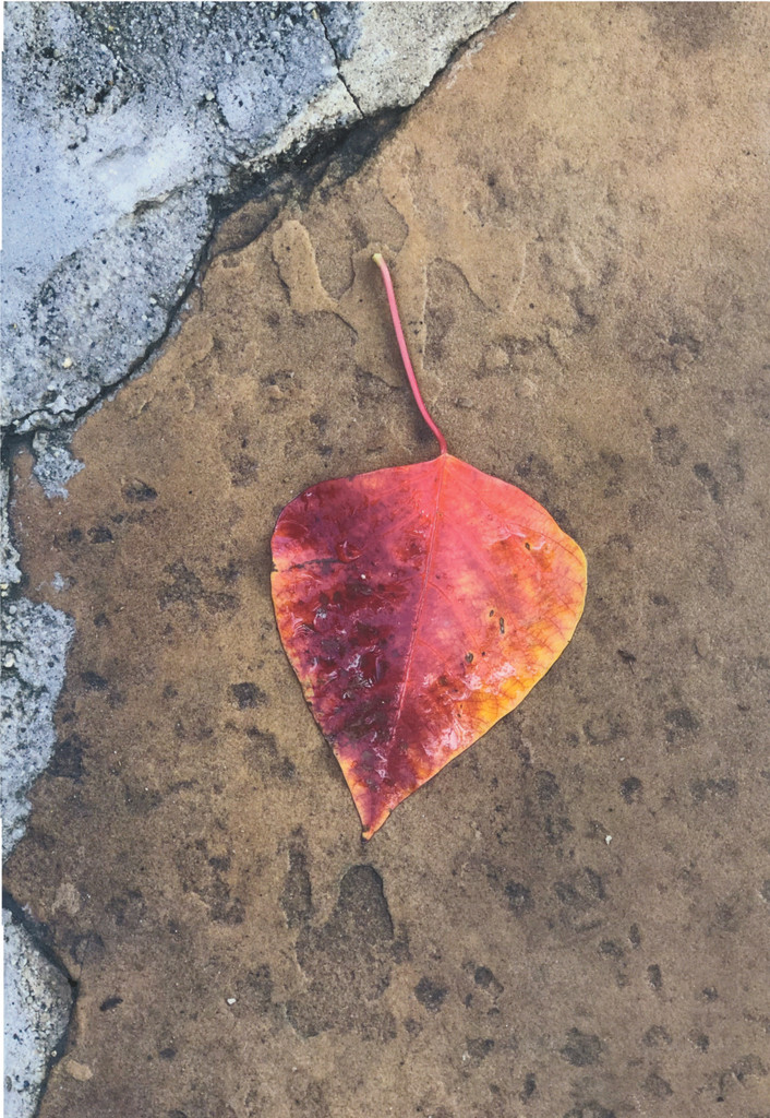 Paper Print Series  • Leaf Photograph