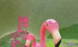 Flamingo Batman #1 [Slightly damaged]