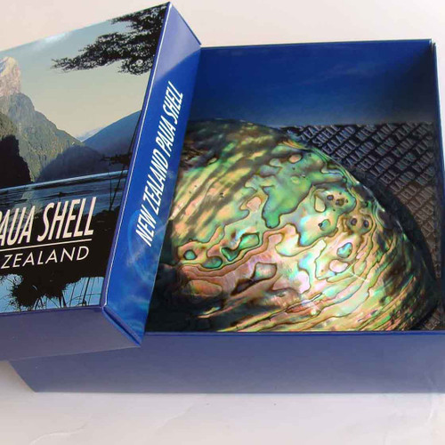 A Polished NZ Paua Shell
