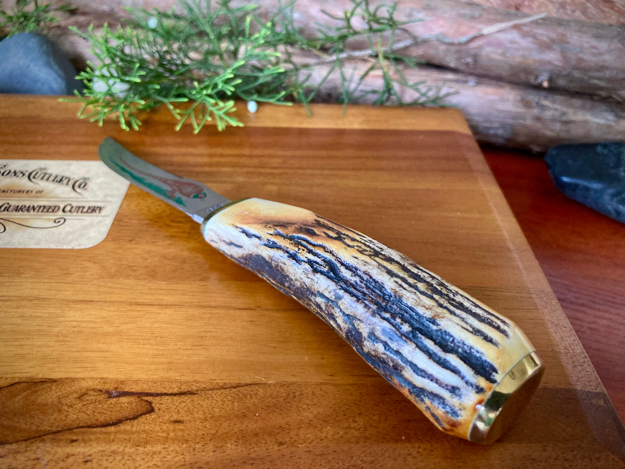 Case XX USA Stag 523-3 1/4 SSP Small Game Fixed Blade ~ Vintage