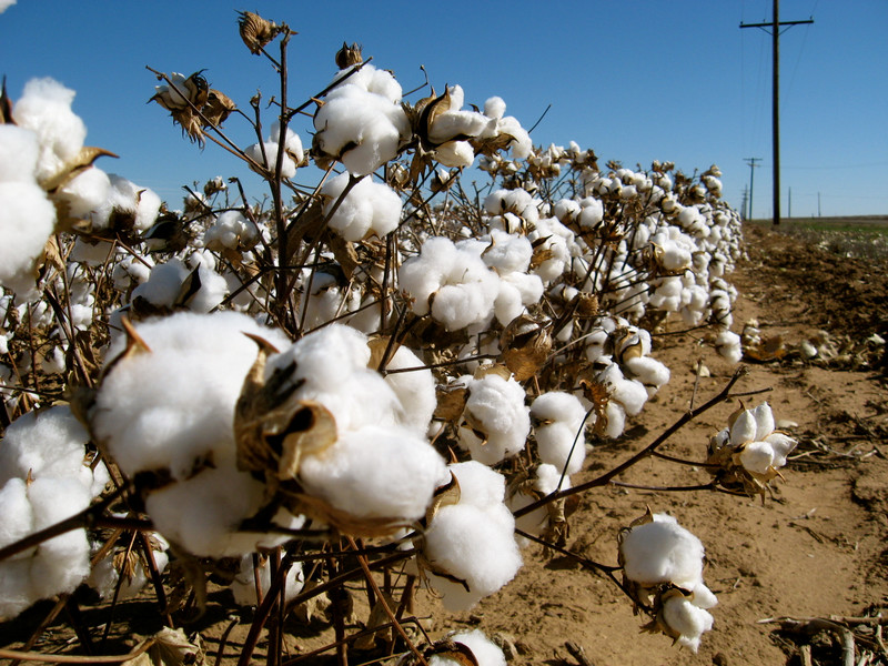 The Best Cotton in the World