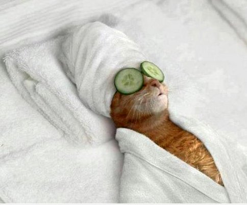 Dog Bathrobe, Cat Bathrobe, Pet Bathrobes – Follow the Golden Rule