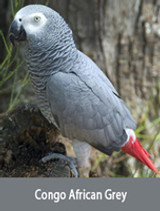 Congo African Grey - Profile & Care Guide