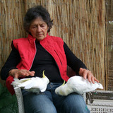 Introducing me and my birds - Dorothy Schwarz 