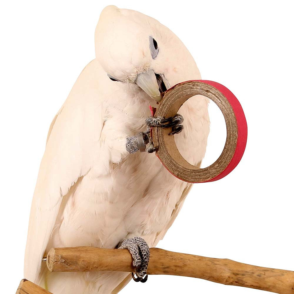 Parrot Toys Buy online Large Selection of Safe Bird Toys