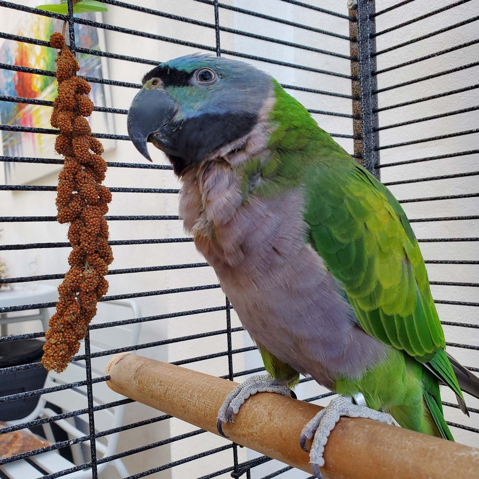 Red Millet Sprays Parrot Treat for Parakeets & Budgies