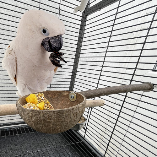 Natural Parrot Perch with Coconut Feeding Cup for Parrot Cages