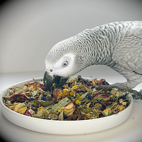 Illustration of Parrot Accessories Online
