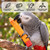 Parrot Pencil Wooden Chew Foot Toy