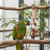 Natural Clustering Tower Parrot Toy for Cage Enrichment