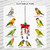 Jingle Stars Hanging Parrot Toy for Small and Medium Sized Parrots