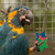 Parrot Playing with the Coloured Pine Wood Stars Parrot Playing with the Coloured Pine Wood Stars