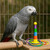 African Grey with the Hula Hoops Rainbow Rings Parrot Toy
