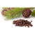 Cedar Nuts Natural Parrot Treat - Large - 100g