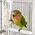 Bird Cuttlefish Bone Holder with Perch
