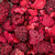 Vitapol Forest Treasures Freeze-Dried Fruit Parrot Treat - 20g